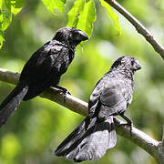 Smooth-billed Ani