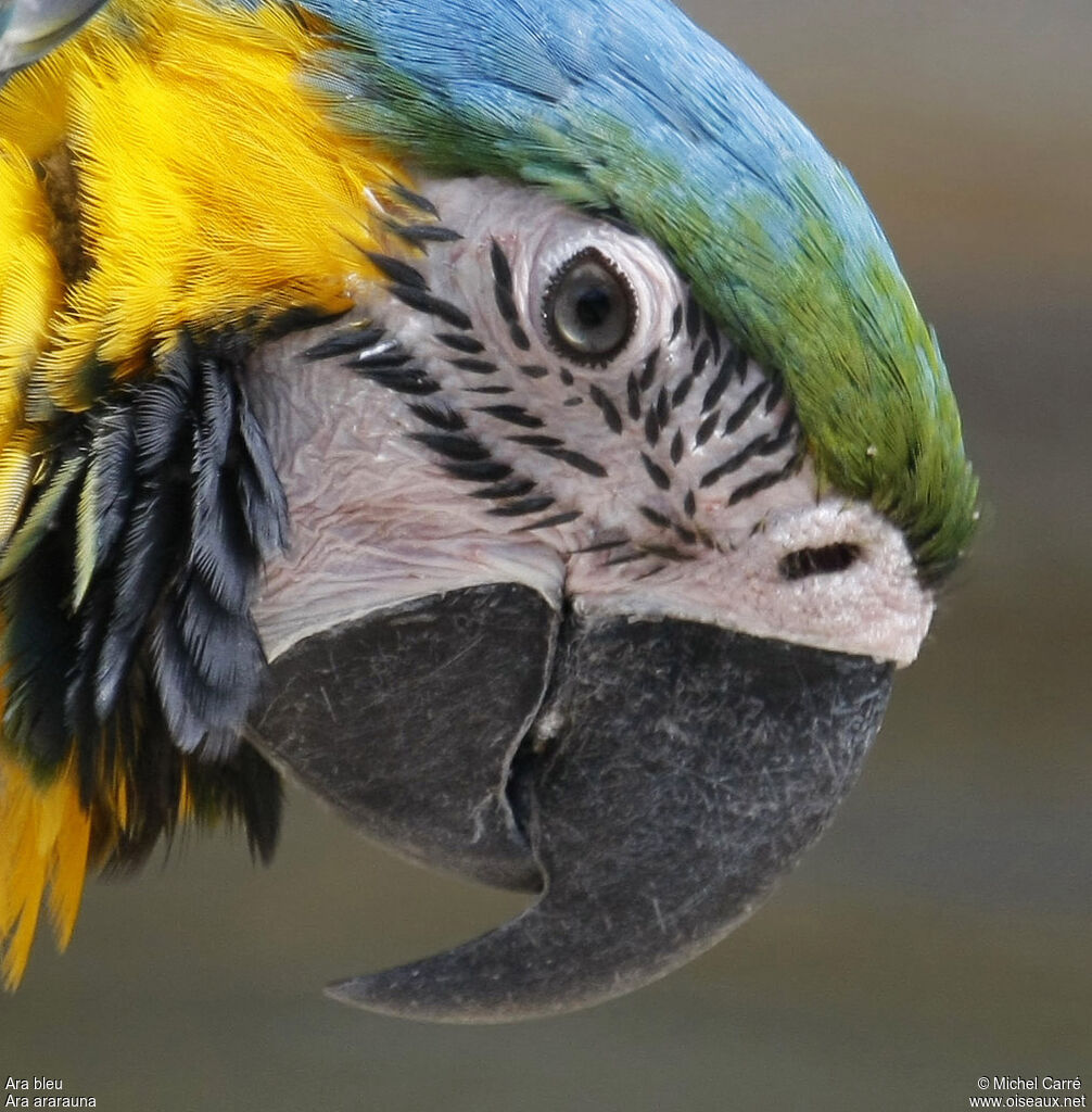 Blue-and-yellow Macawadult