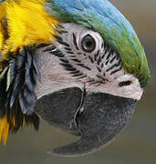 Blue-and-yellow Macaw