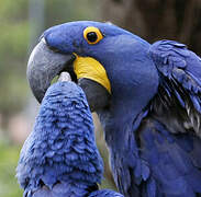 Hyacinth Macaw