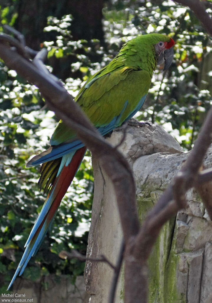 Military Macawadult, identification