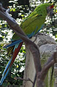 Military Macaw