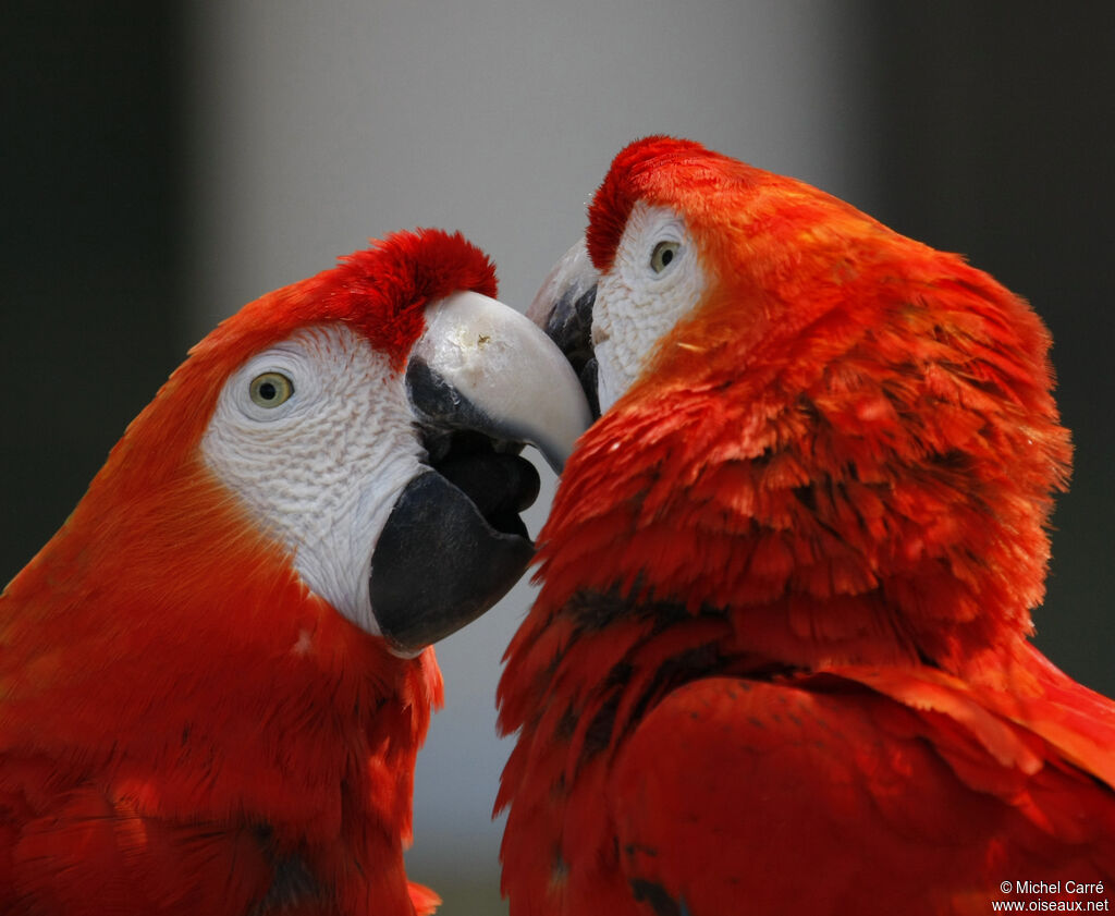 Scarlet Macaw