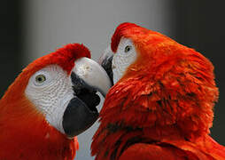 Scarlet Macaw