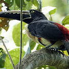Araçari à collier