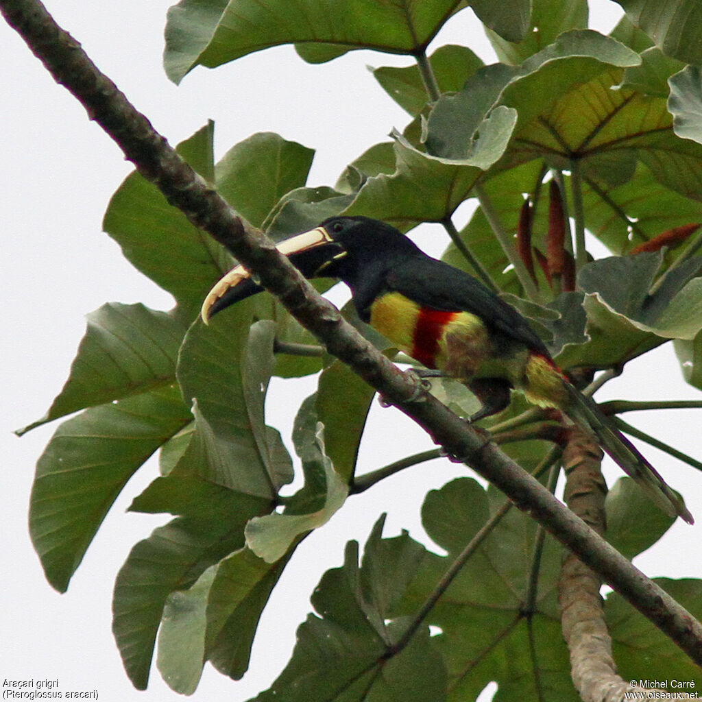 Black-necked Aracari