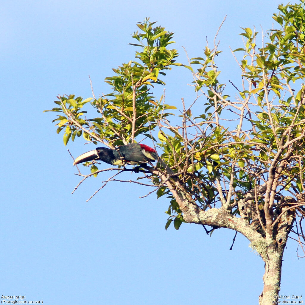 Black-necked Aracari