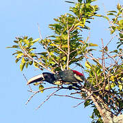 Black-necked Aracari