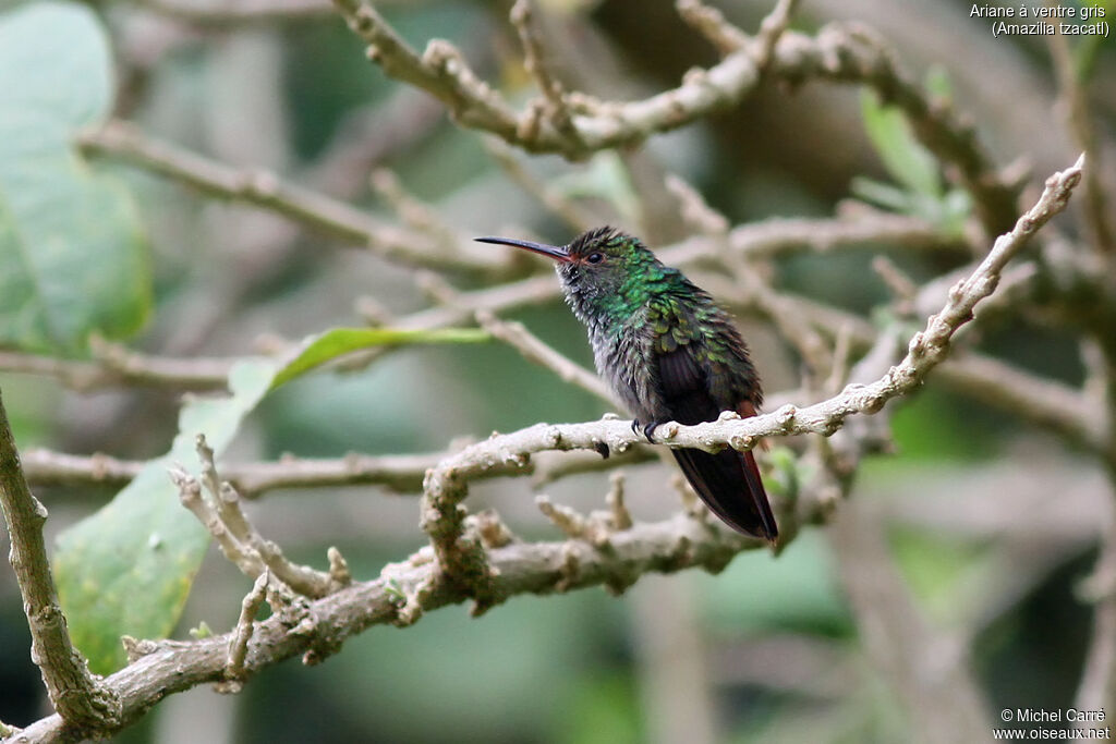 Rufous-tailed Hummingbird