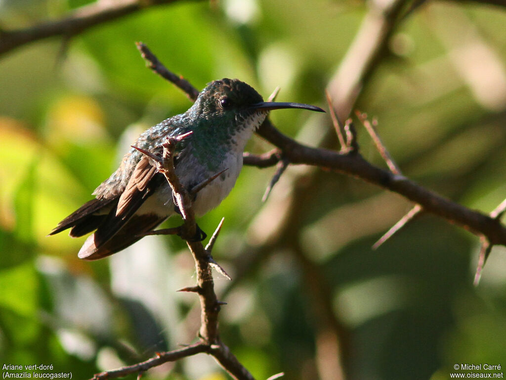 Plain-bellied Emerald