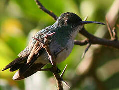 Plain-bellied Emerald