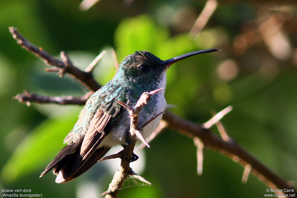 Plain-bellied Emerald