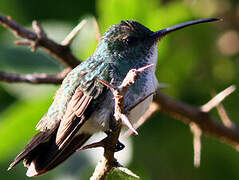 Plain-bellied Emerald