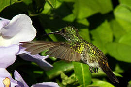 Plain-bellied Emerald