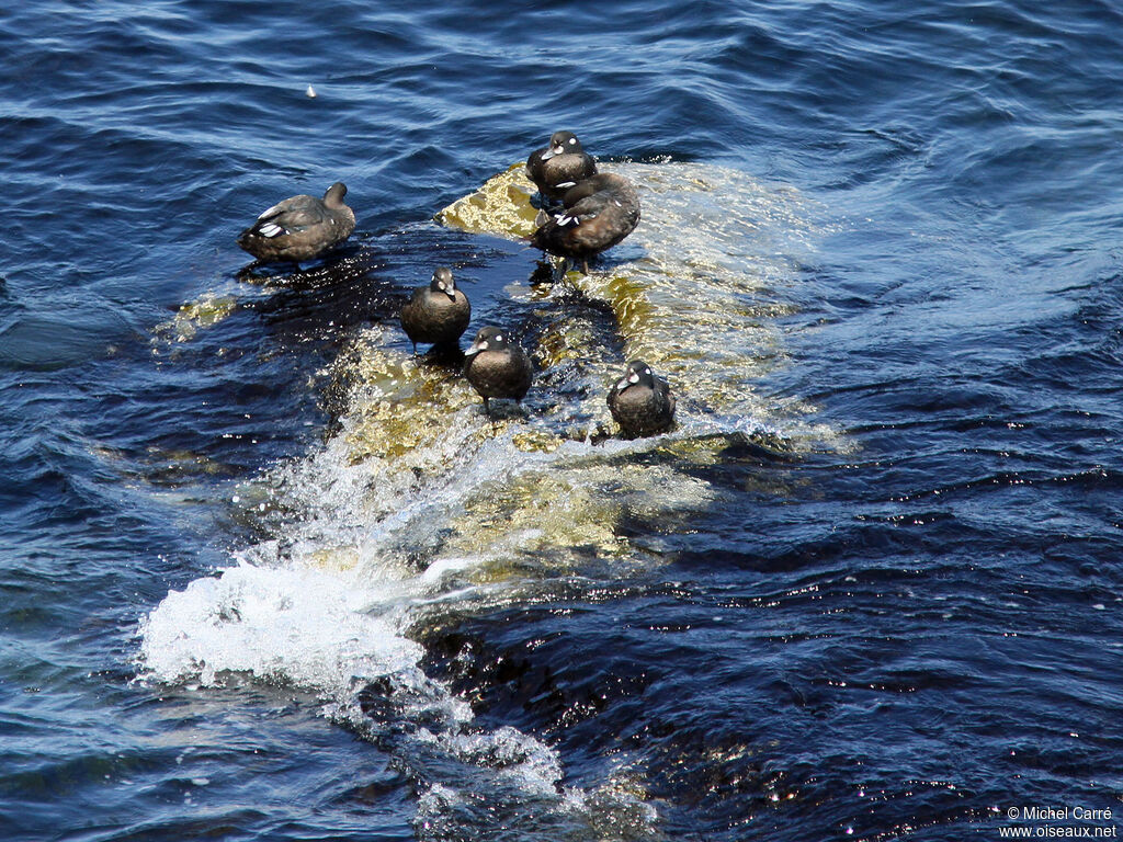 Harlequin Duck