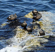 Harlequin Duck