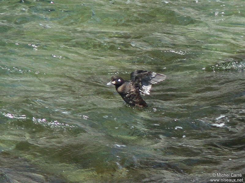 Harlequin Duck male
