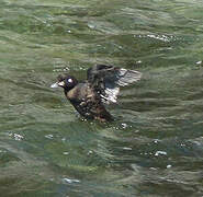 Arlequin plongeur