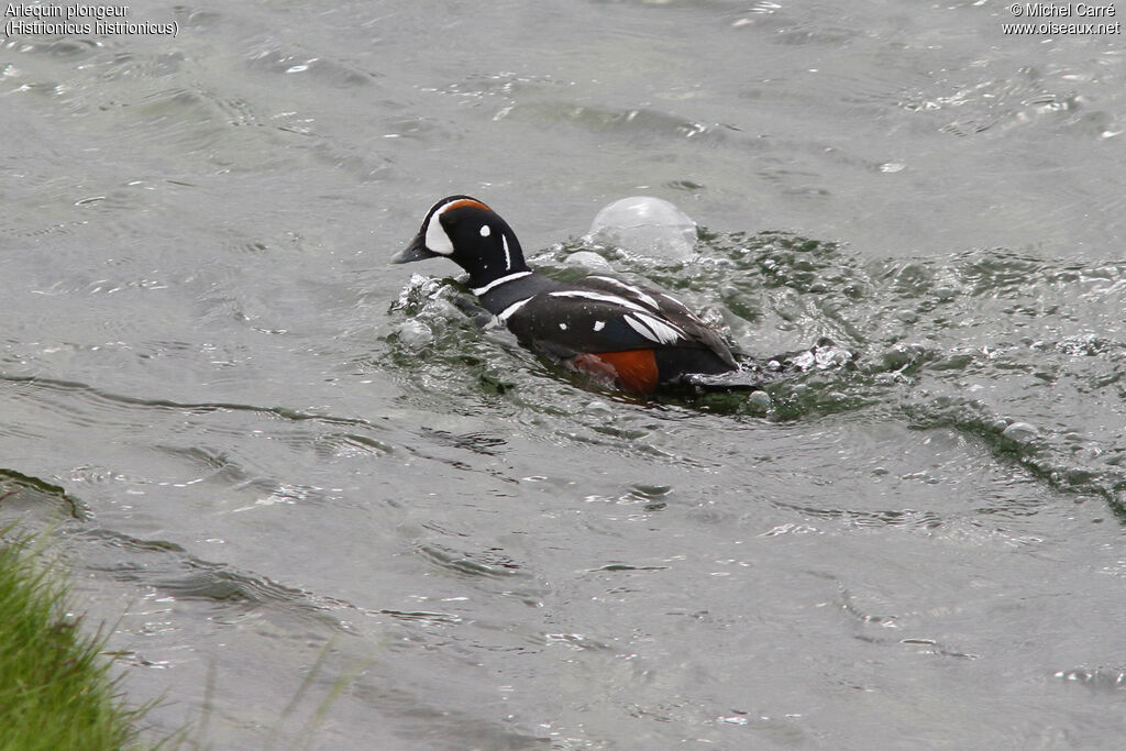 Harlequin Duck male adult breeding