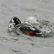 Harlequin Duck