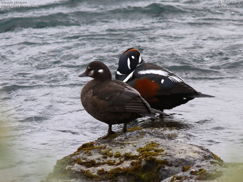 Arlequin plongeuradulte nuptial, habitat, pigmentation