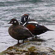 Harlequin Duck