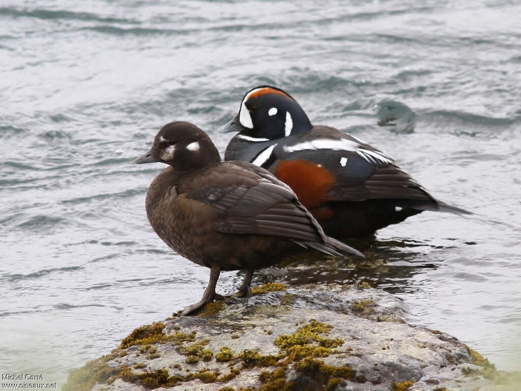 Harlequin Duckadult breeding, pigmentation