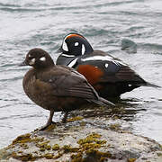 Harlequin Duck