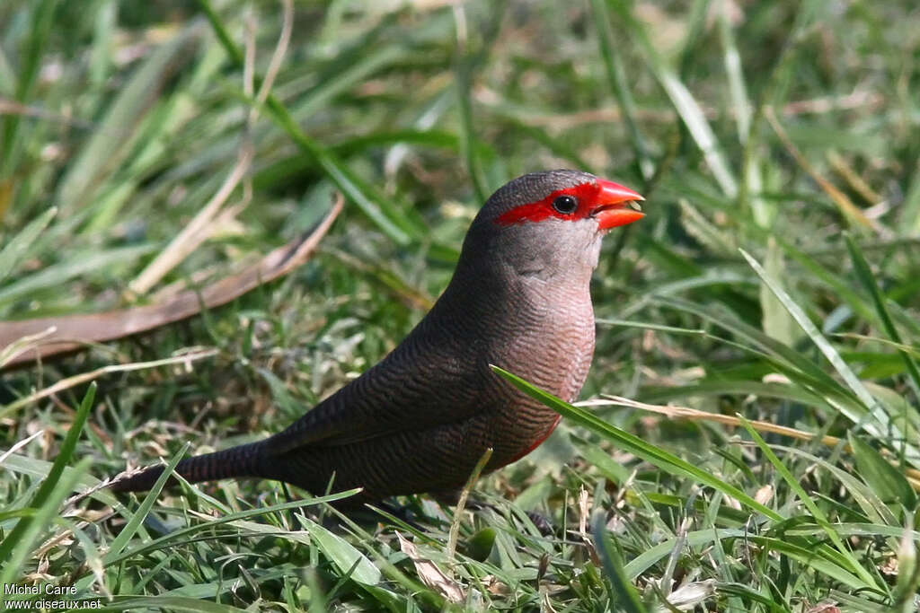 Astrild onduléadulte, identification, mange
