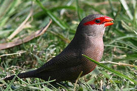 Common Waxbill