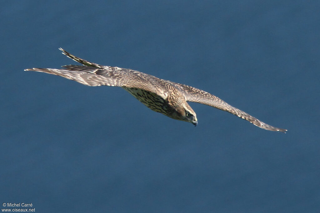 Northern Goshawkjuvenile, Flight