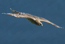 Eurasian Goshawk