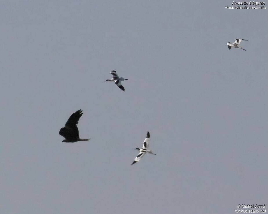 Avocette élégante, Comportement