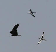 Avocette élégante