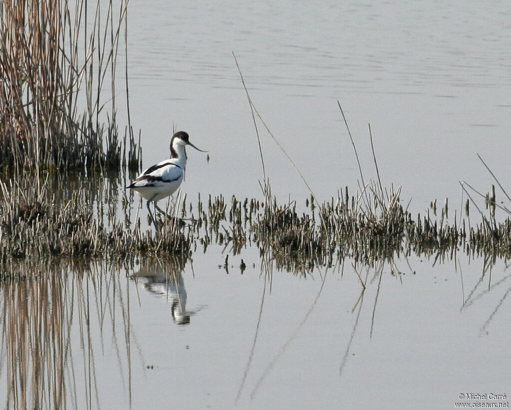 Avocette élégante