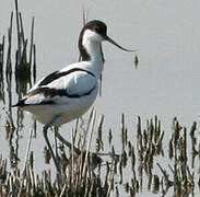 Avocette élégante