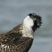 Western Osprey