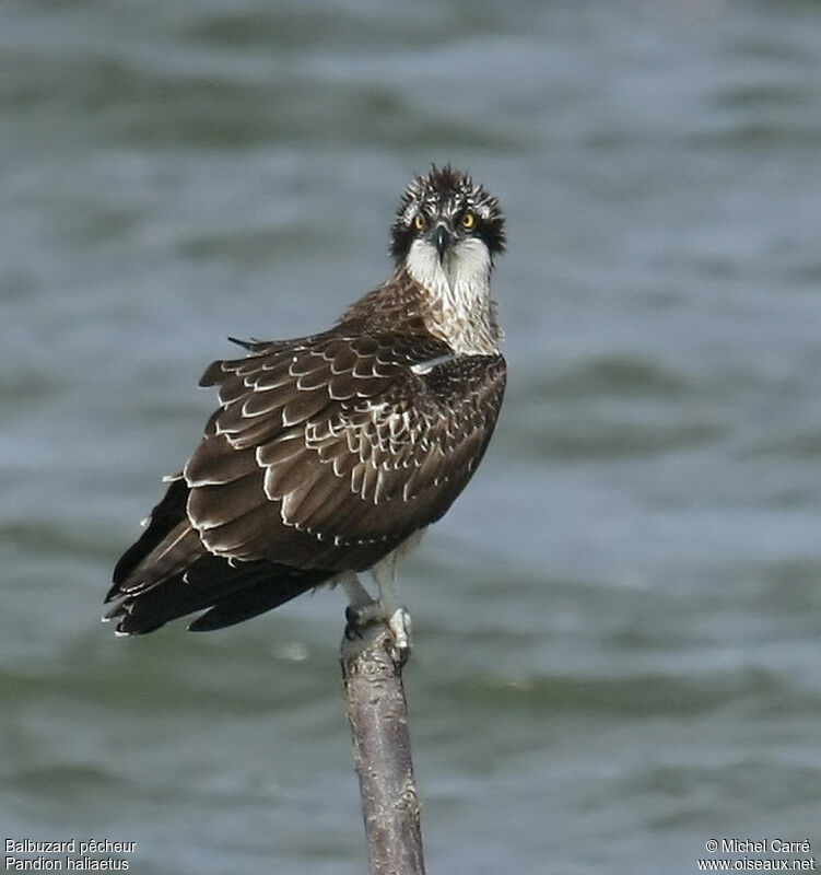 Balbuzard pêcheur