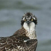 Western Osprey