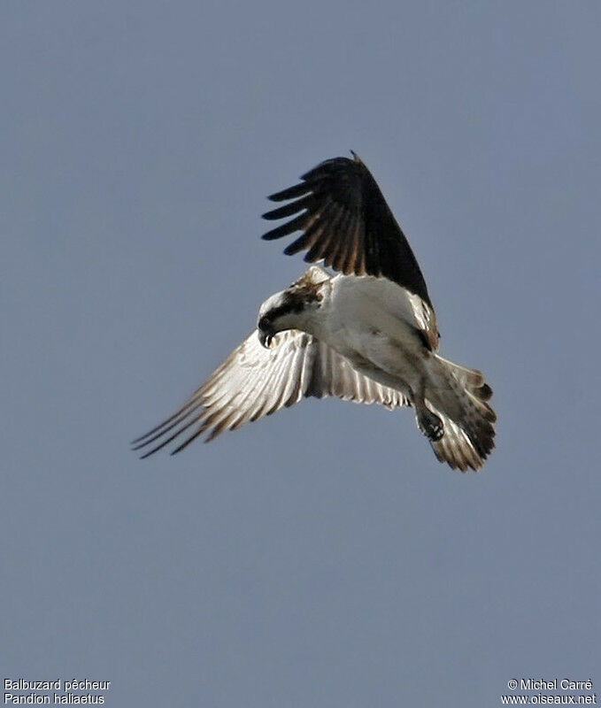 Balbuzard pêcheuradulte, Vol, pêche/chasse