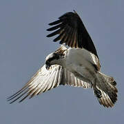 Western Osprey