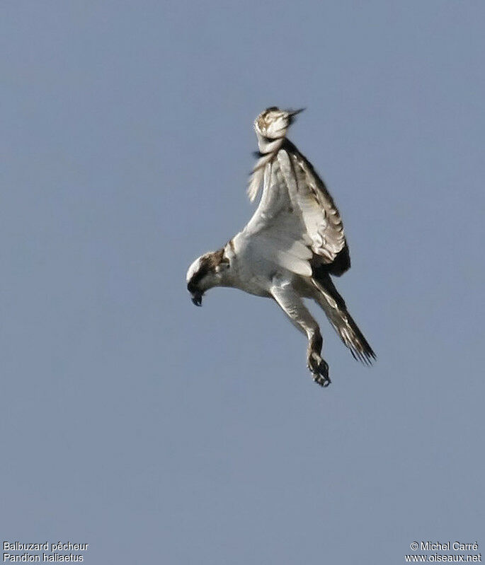 Balbuzard pêcheuradulte, Vol