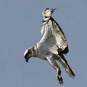 Western Osprey