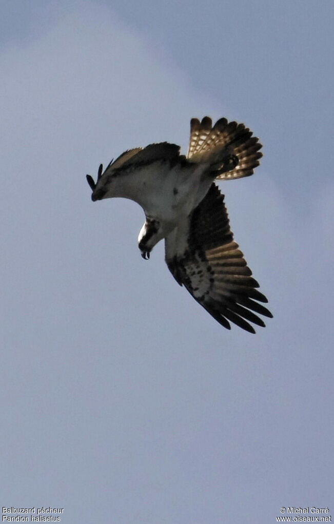 Balbuzard pêcheuradulte, Vol, pêche/chasse