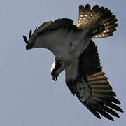 Western Osprey