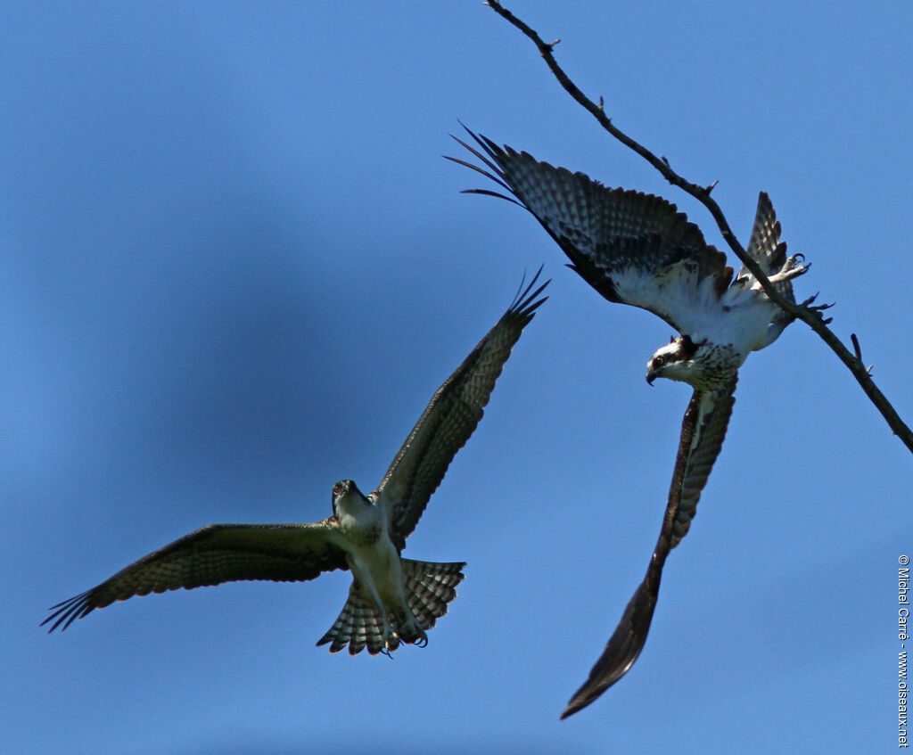 Western Ospreyadult