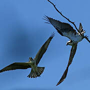 Western Osprey