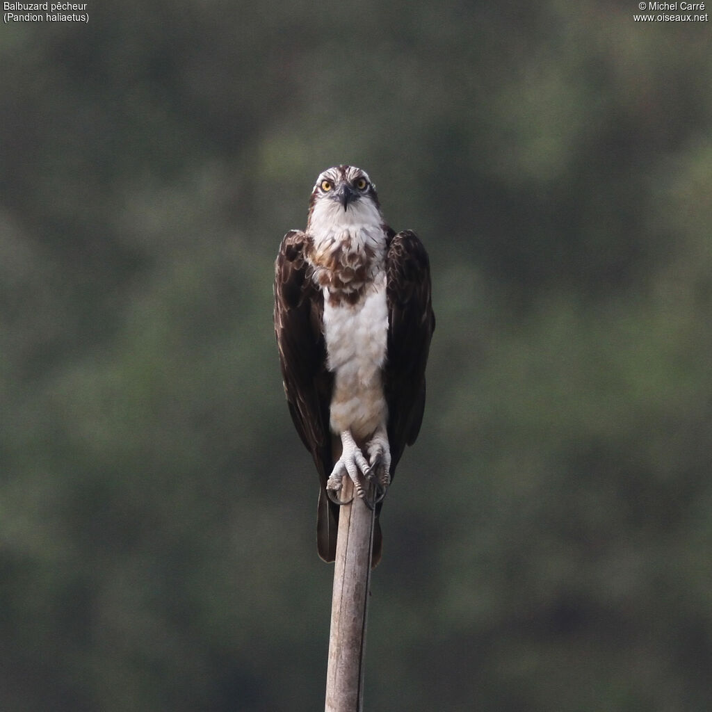 Ospreyadult, identification, close-up portrait, fishing/hunting