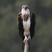 Western Osprey