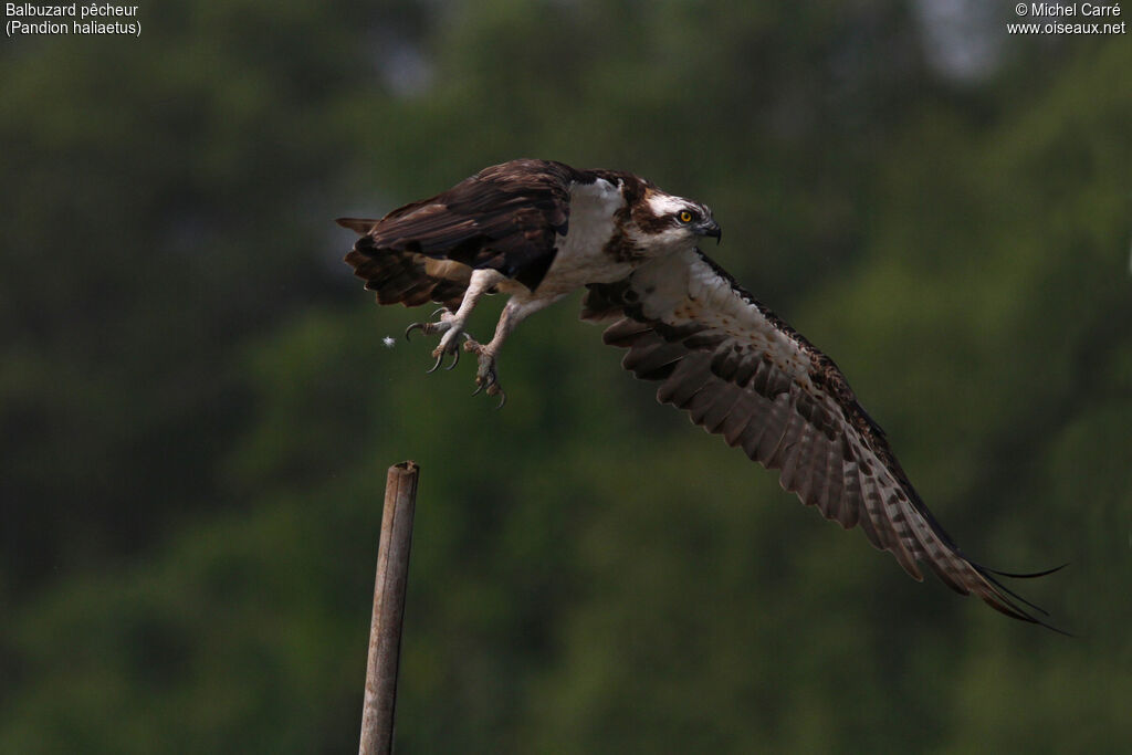 Balbuzard pêcheuradulte, Vol, pêche/chasse